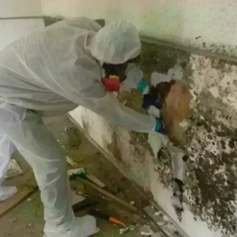 Mold Remediation and Removal in Las Vegas, NV